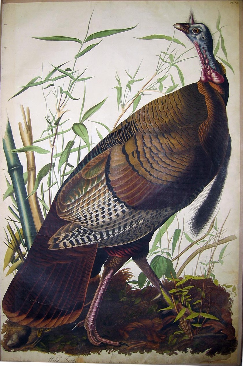 audubon_wild_turkey_large