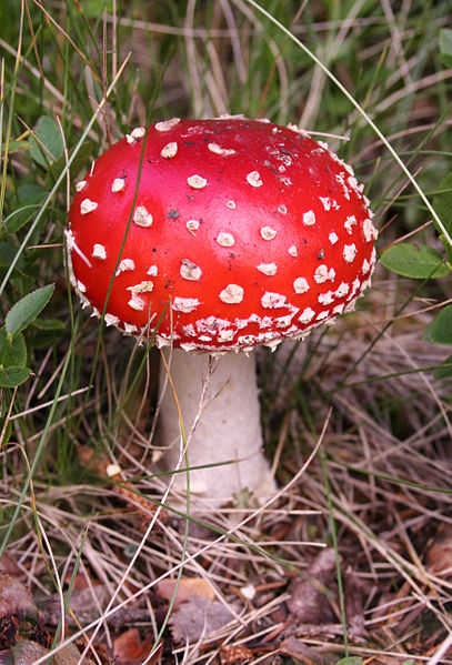 407px-Amanita_muscaria_(fly_agaric)