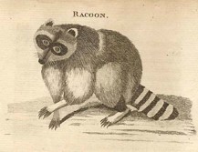 racoon1